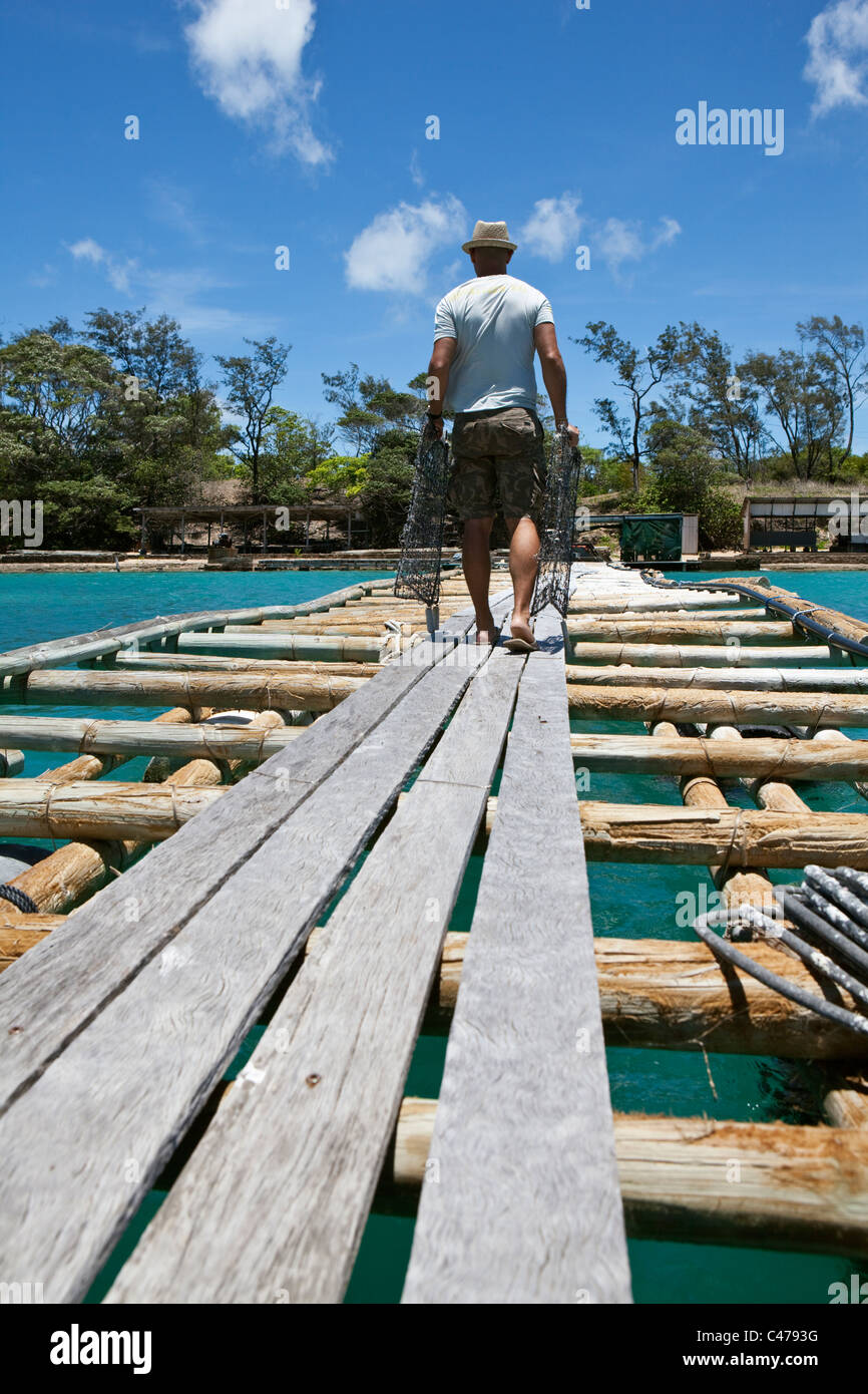 A worker carries pearl oyster cages along the jetty at Kazu Pearls. Friday Island, Torres Strait Islands, Queensland, Australia Stock Photo