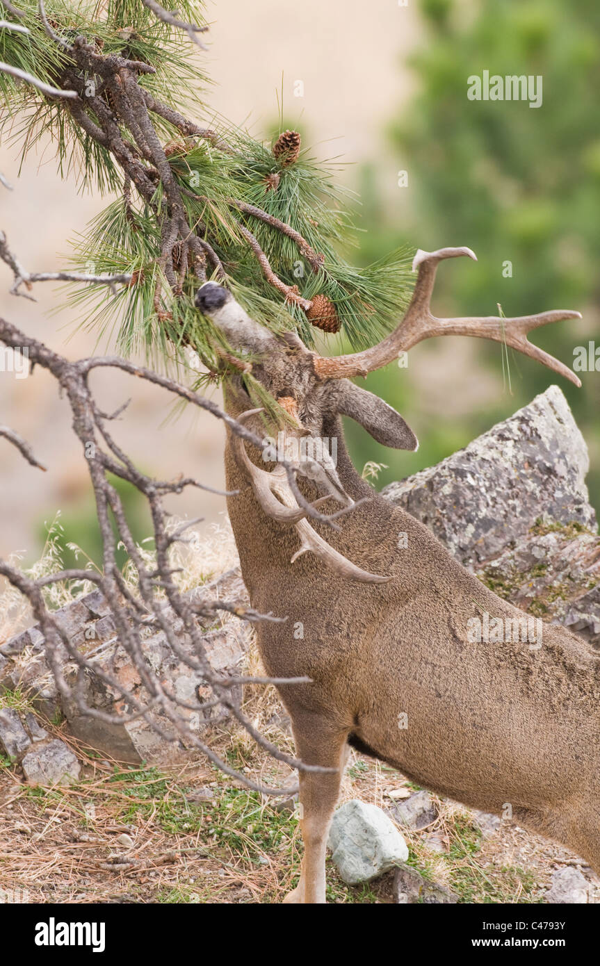 Mule deer (Odocoileus hemionus) buck rubbing antlers on ponderosa pine on Wildhorse Island in Flathead Lake Montana Stock Photo