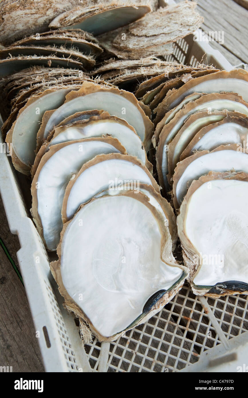 Pearl oyster shells harvested at Kazu Pearls. Friday Island, Torres Strait Islands, Queensland, Australia Stock Photo