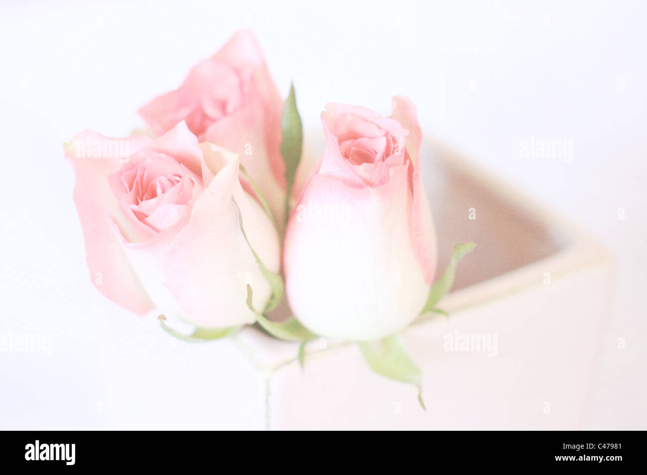 Pink Roses in a Pink vase with a white background Stock Photo - Alamy