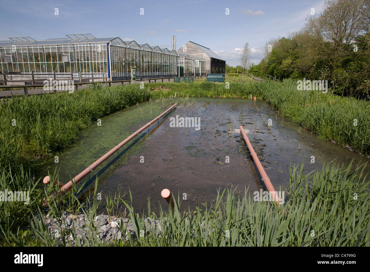 National botanic garden of Wales, water cleansing pool by nursery glasshouses Stock Photo