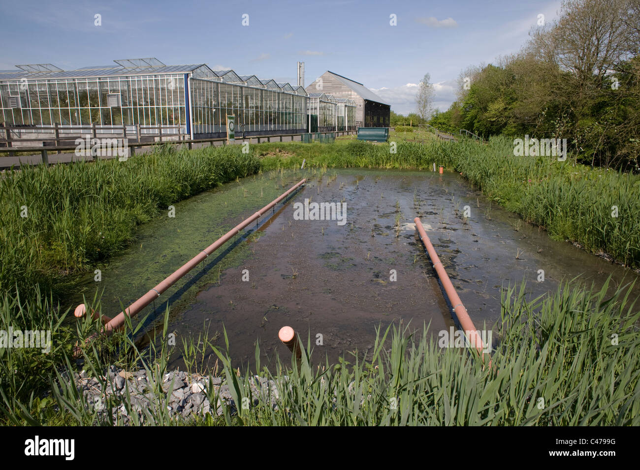 Clensing Pool National botanic garden of Wales, water cleansing pool by nursery ...