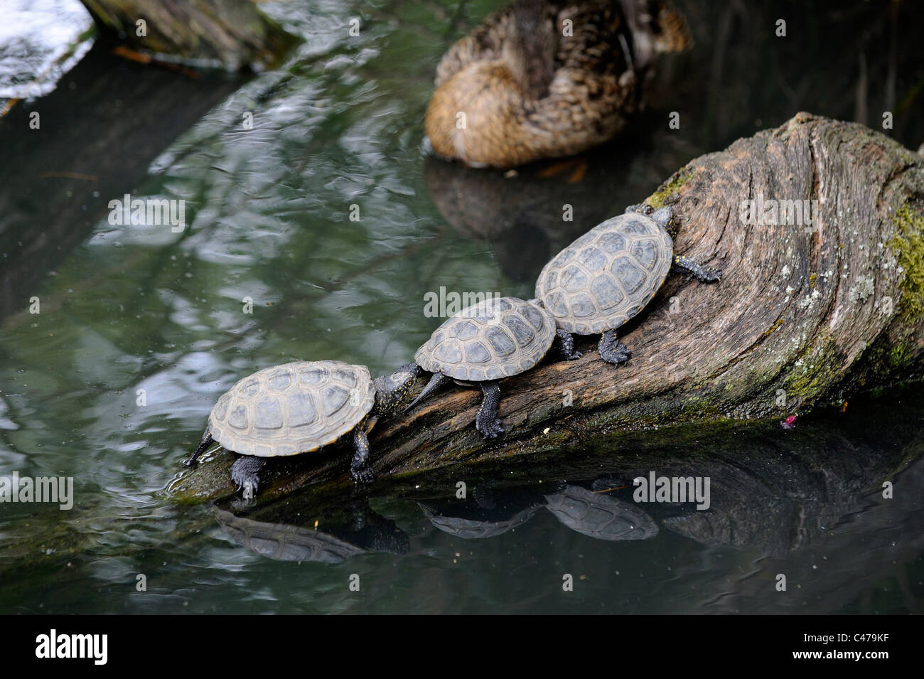 The European Pond turtle can be found throughout Europe, Western Asia ...