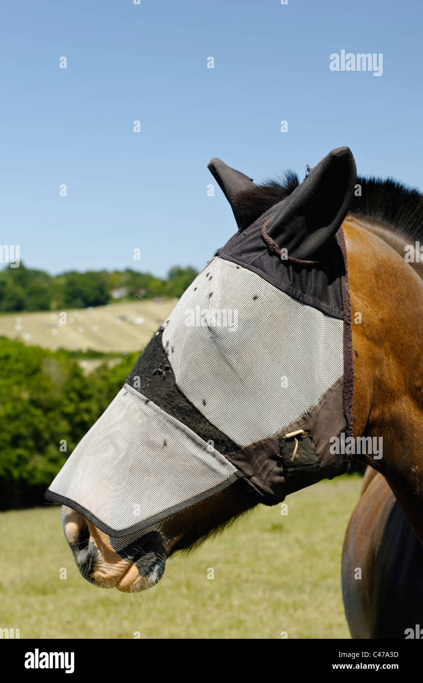 Horse fly mask to keep flies away from horse's eyes (and ears
