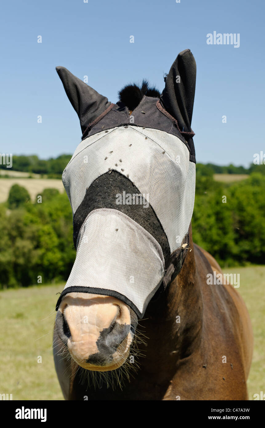 Horse fly mask to keep flies away from horse's eyes (and ears