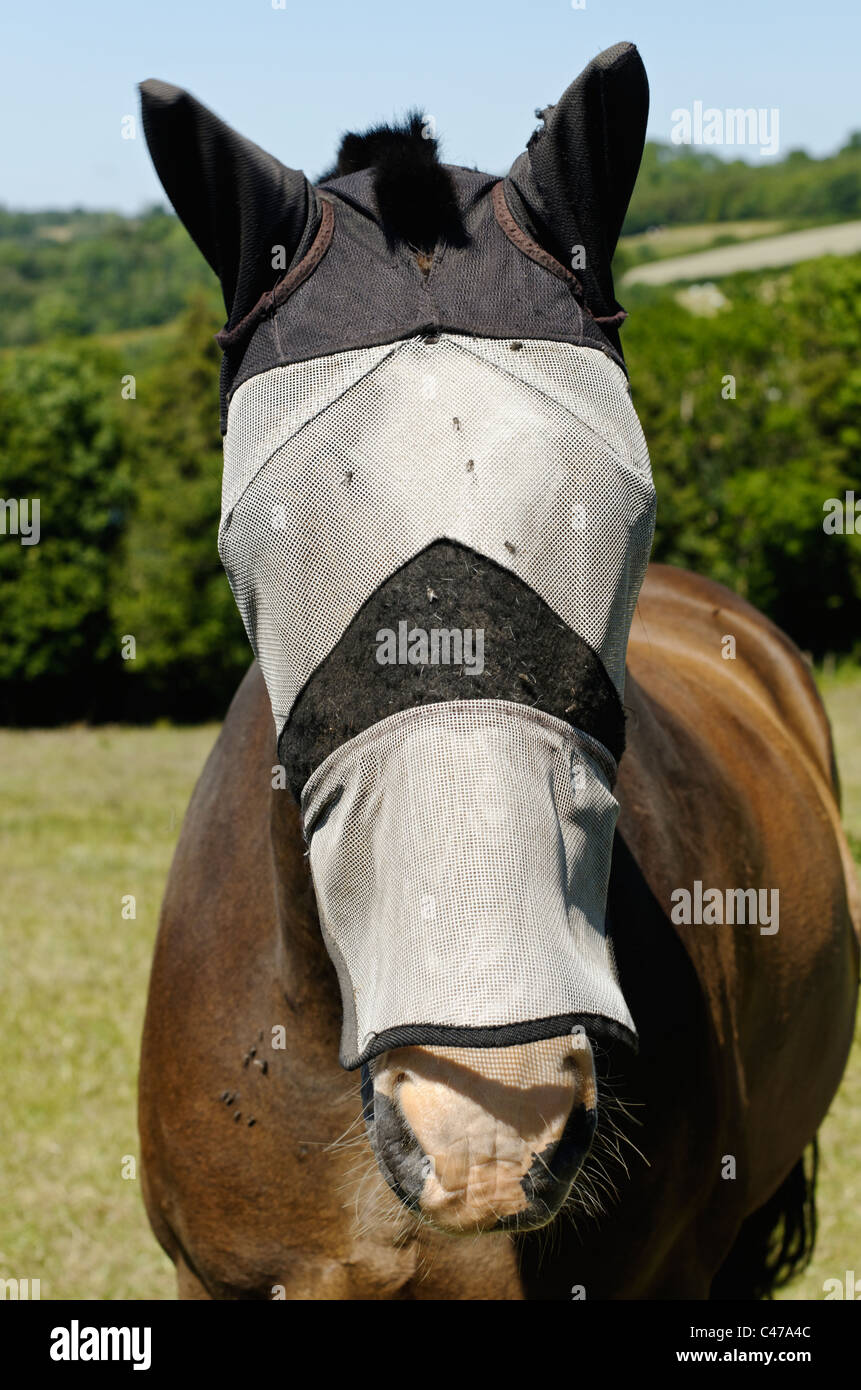 Blindfolded horse hi-res stock photography and images - Alamy