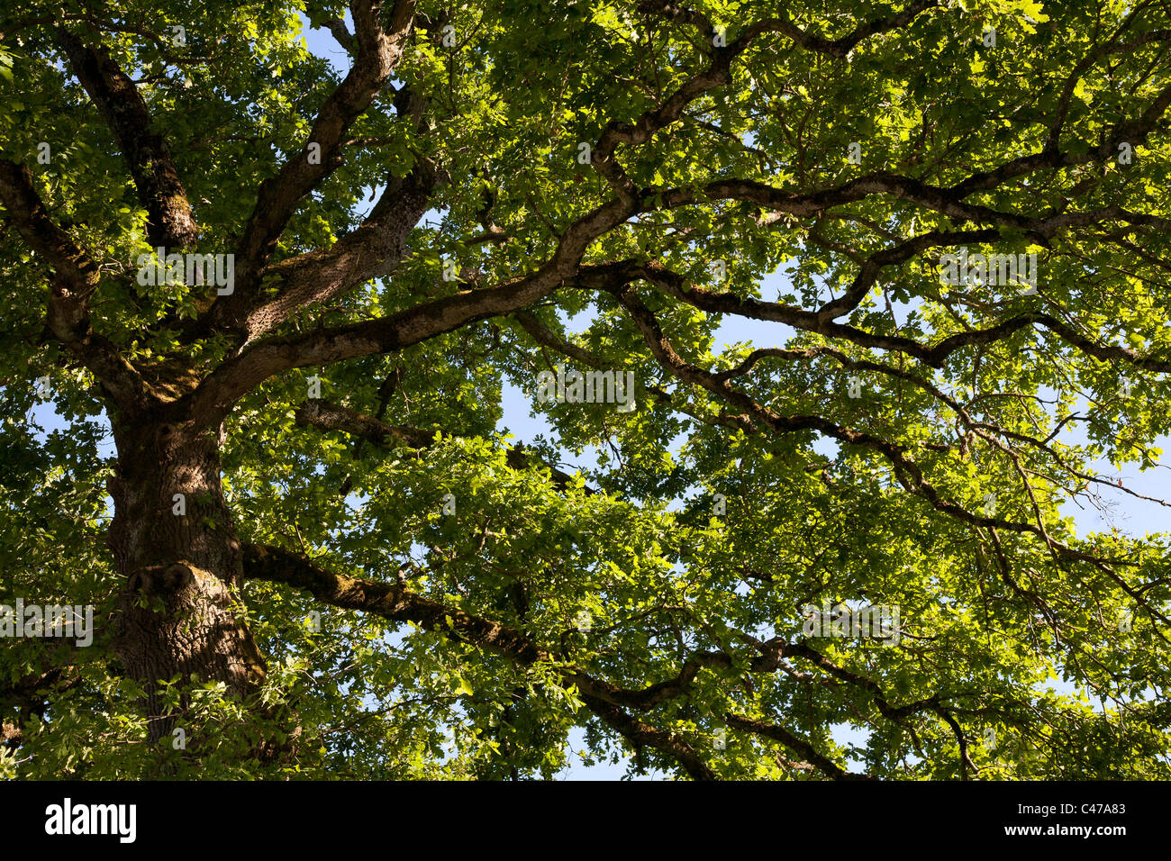Oak tree canopy Stock Photo