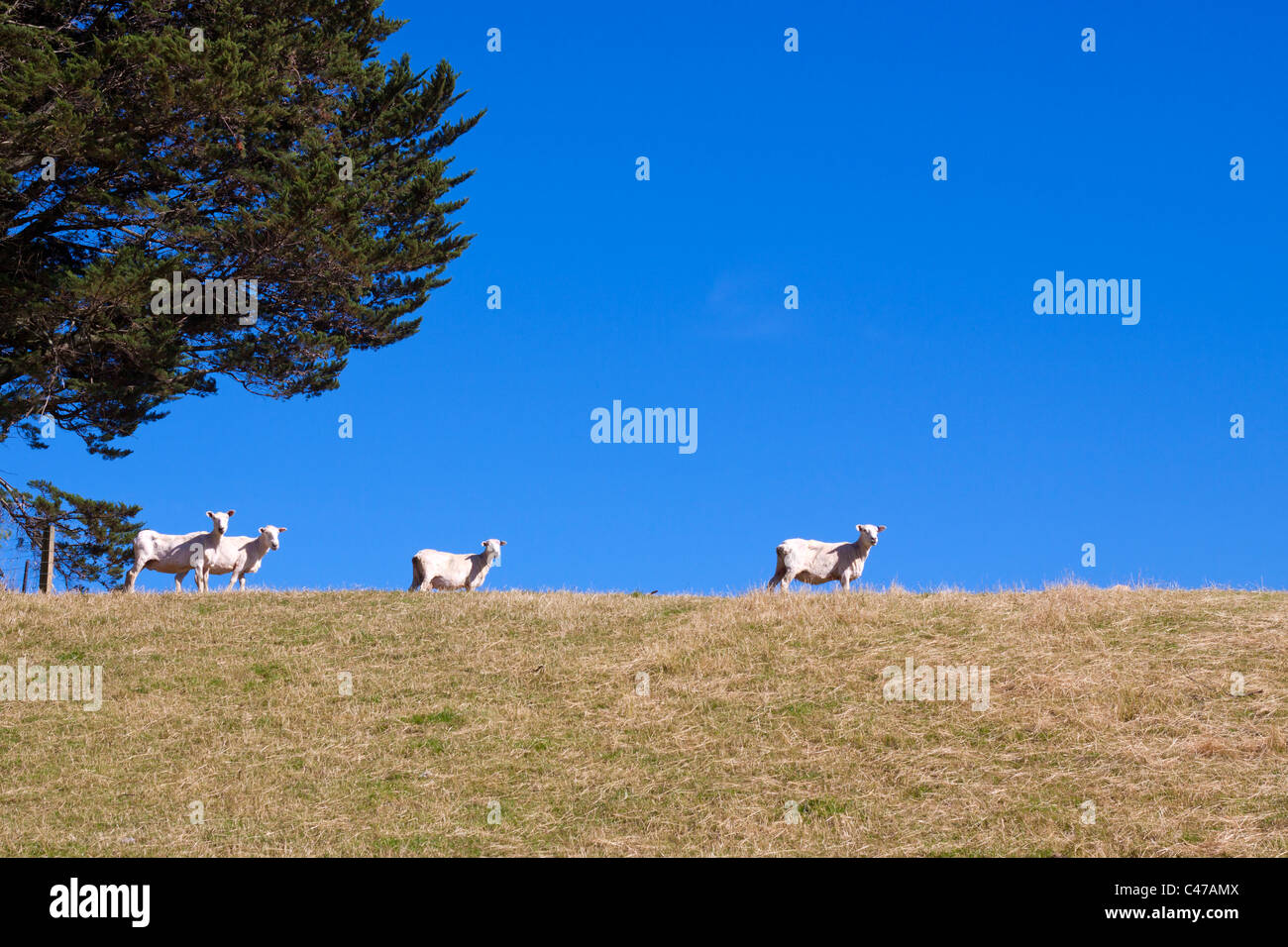 Sheared sheep on meadow over bright blue sky Stock Photo - Alamy