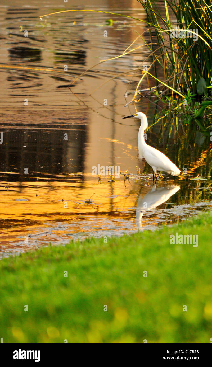 Snowy Egret at Sunset - Egreta thula Stock Photo - Alamy