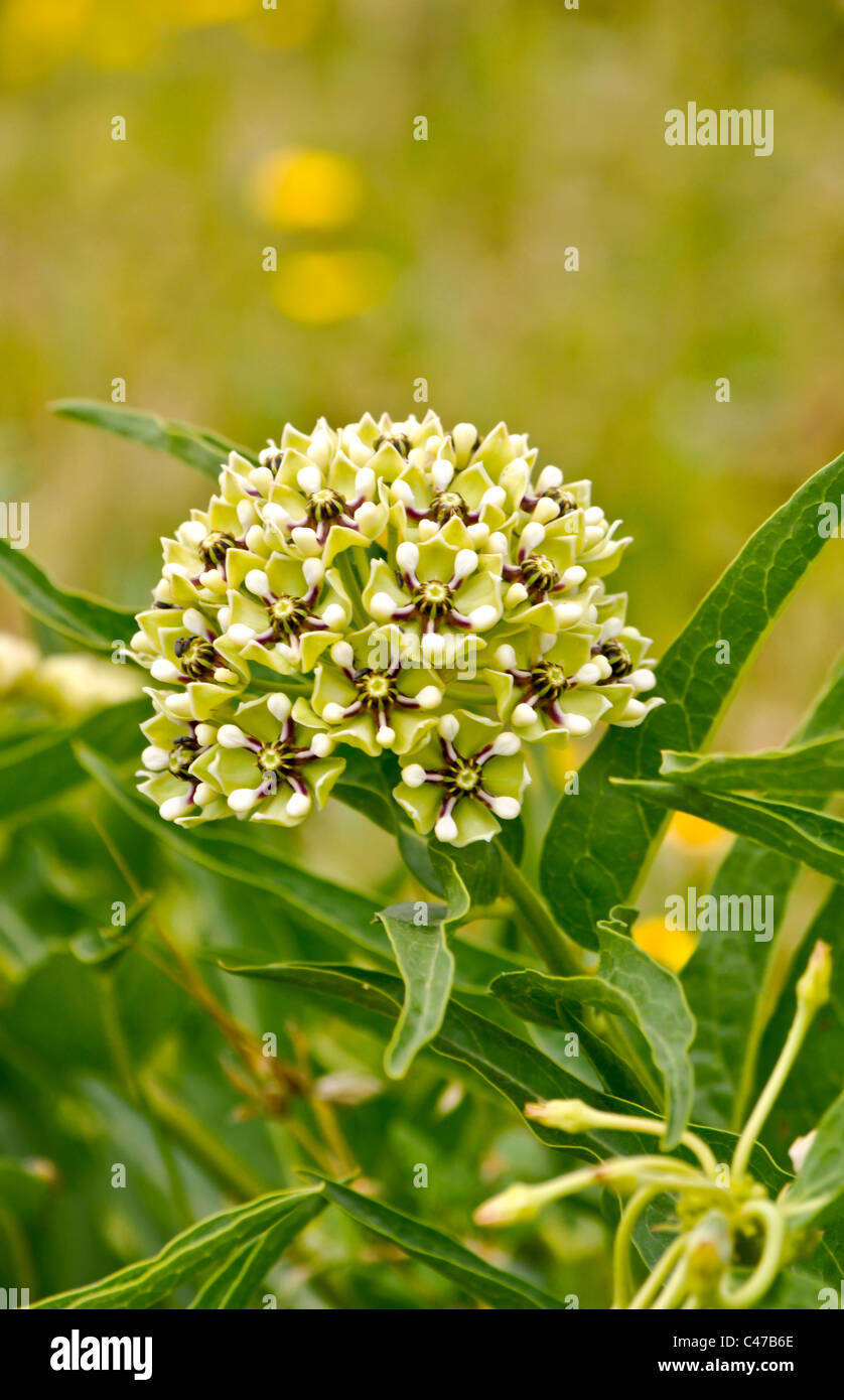 Antelope Horn / Spider Milkweed Flower - Texas Wildflower Stock Photo