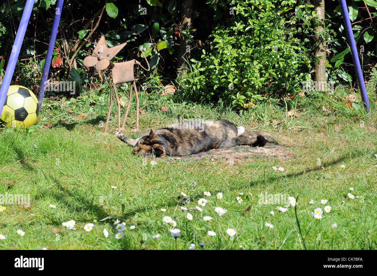 cats enjoying the sun Stock Photo