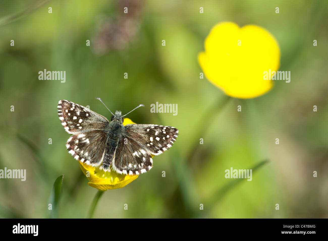 Grizzled Skipper (Pyrgus malvae) resting on a yellow flower Stock Photo