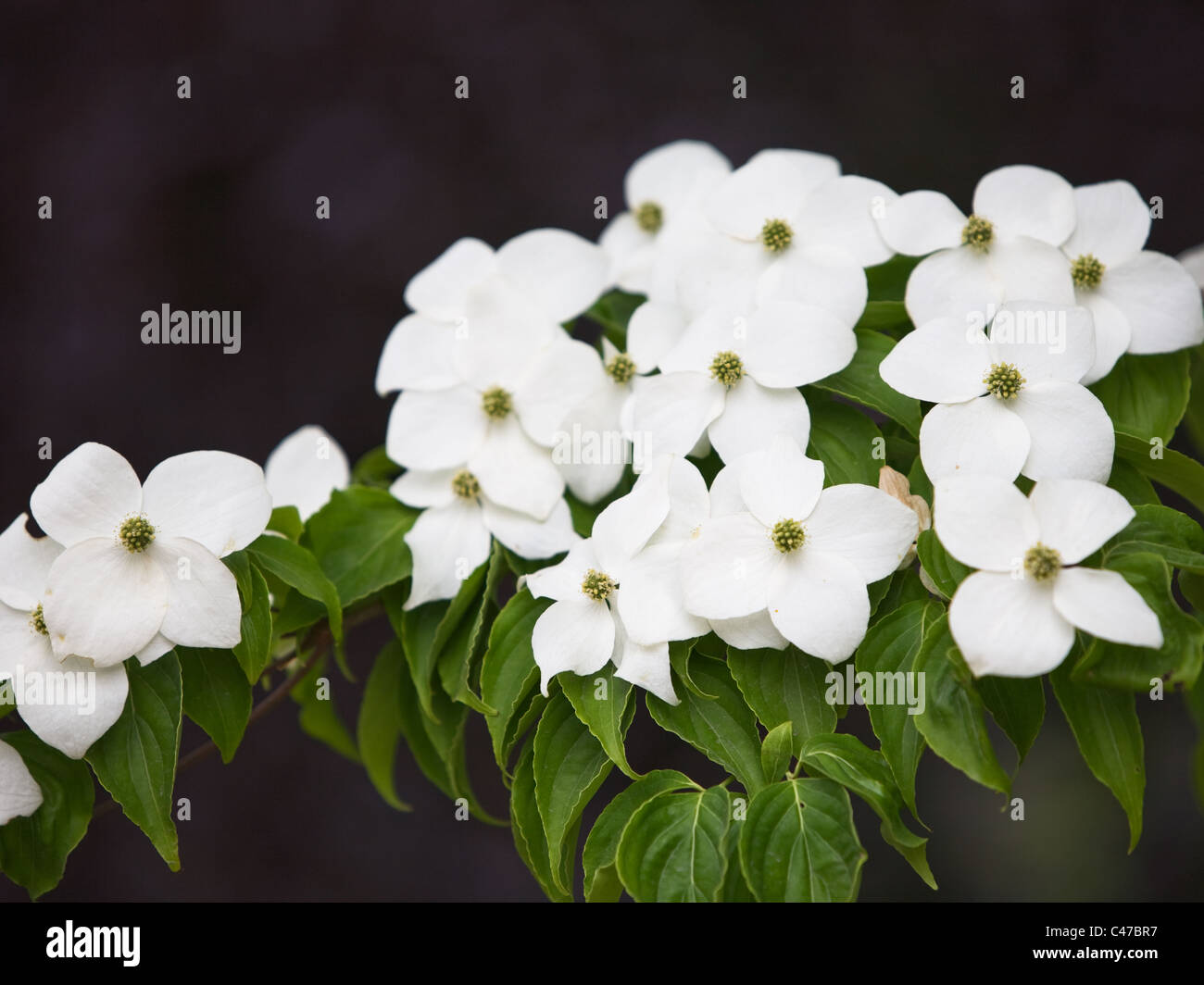 White Kousa Dogwood flowers, Cornus Kousa, Japanese Flowering Dogwood, in a spring park, close-up Stock Photo