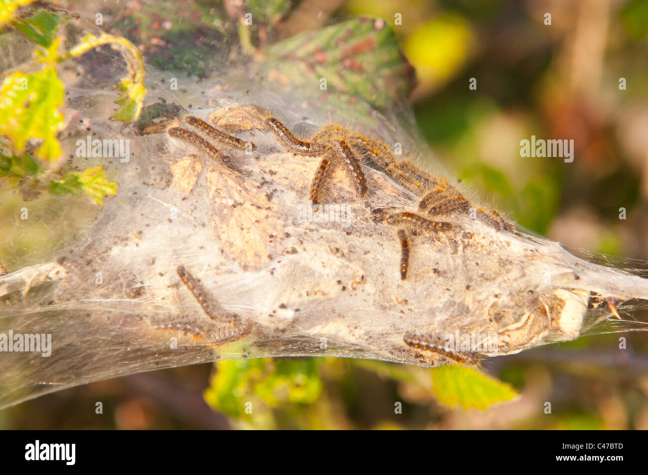 Unidentified caterpillars in a silky cocoon in the Uk Stock Photo