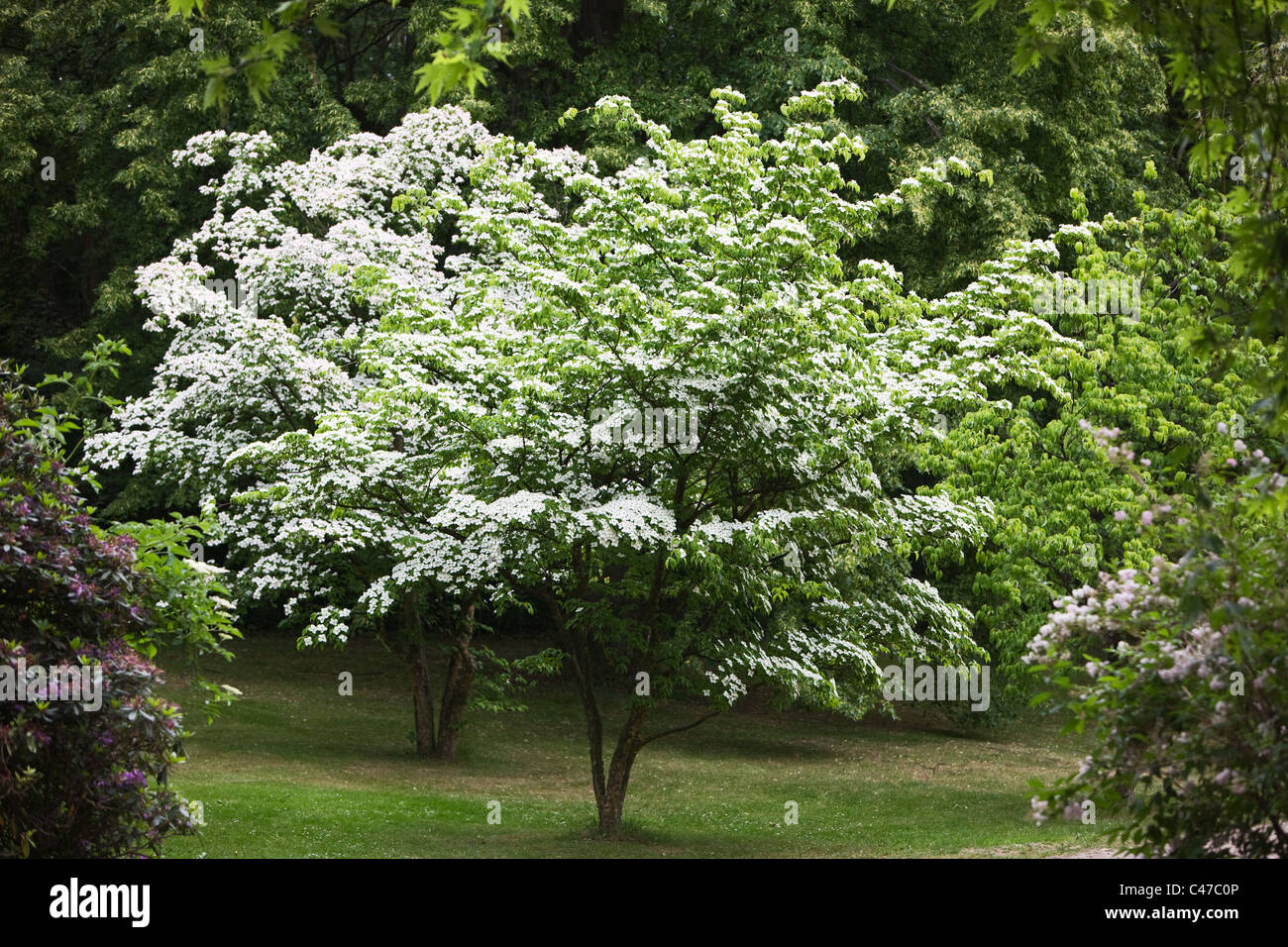 Two Kousa Dogwood trees, Cornus Kousa, Japanese Flowering Dogwood, in a park Stock Photo