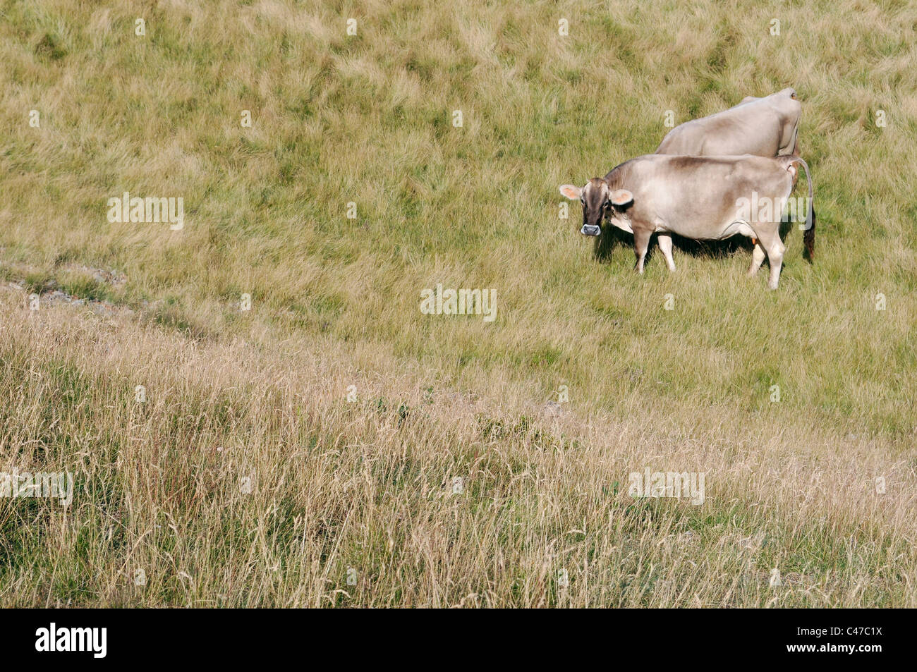brown cows in mountain meadows Stock Photo - Alamy