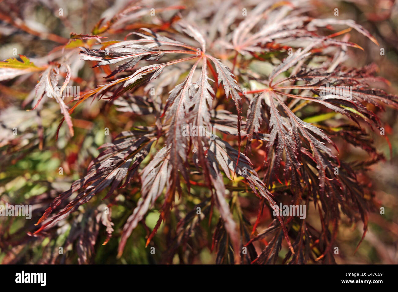 Vivid red leaves of a small Acer tree or maple in British garden - Stock Photo