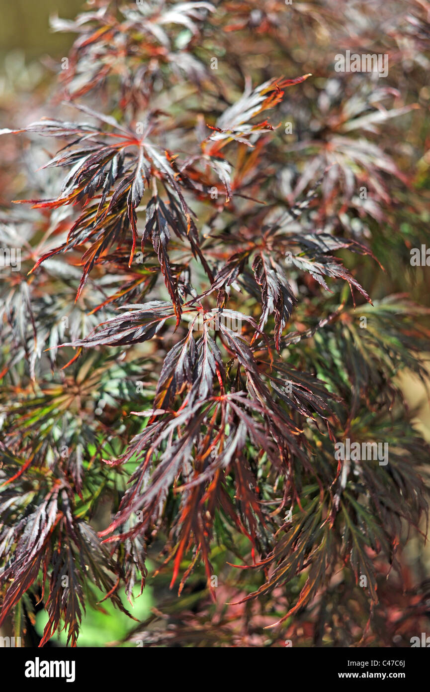 Vivid red leaves of a small Acer tree or maple in British garden - Stock Photo