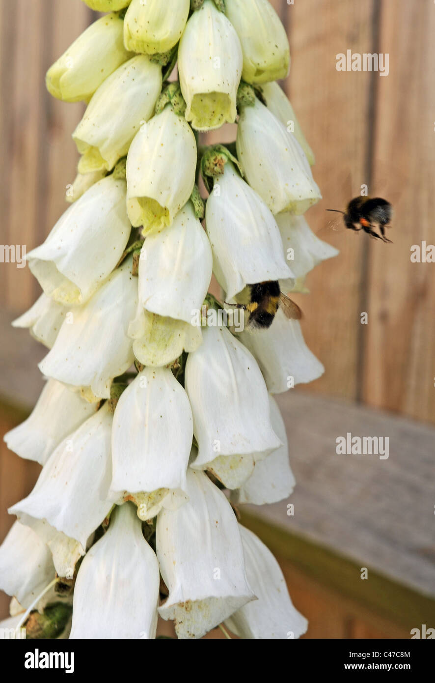 Bee flying about a foxglove plant in full bloom in British garden Stock Photo