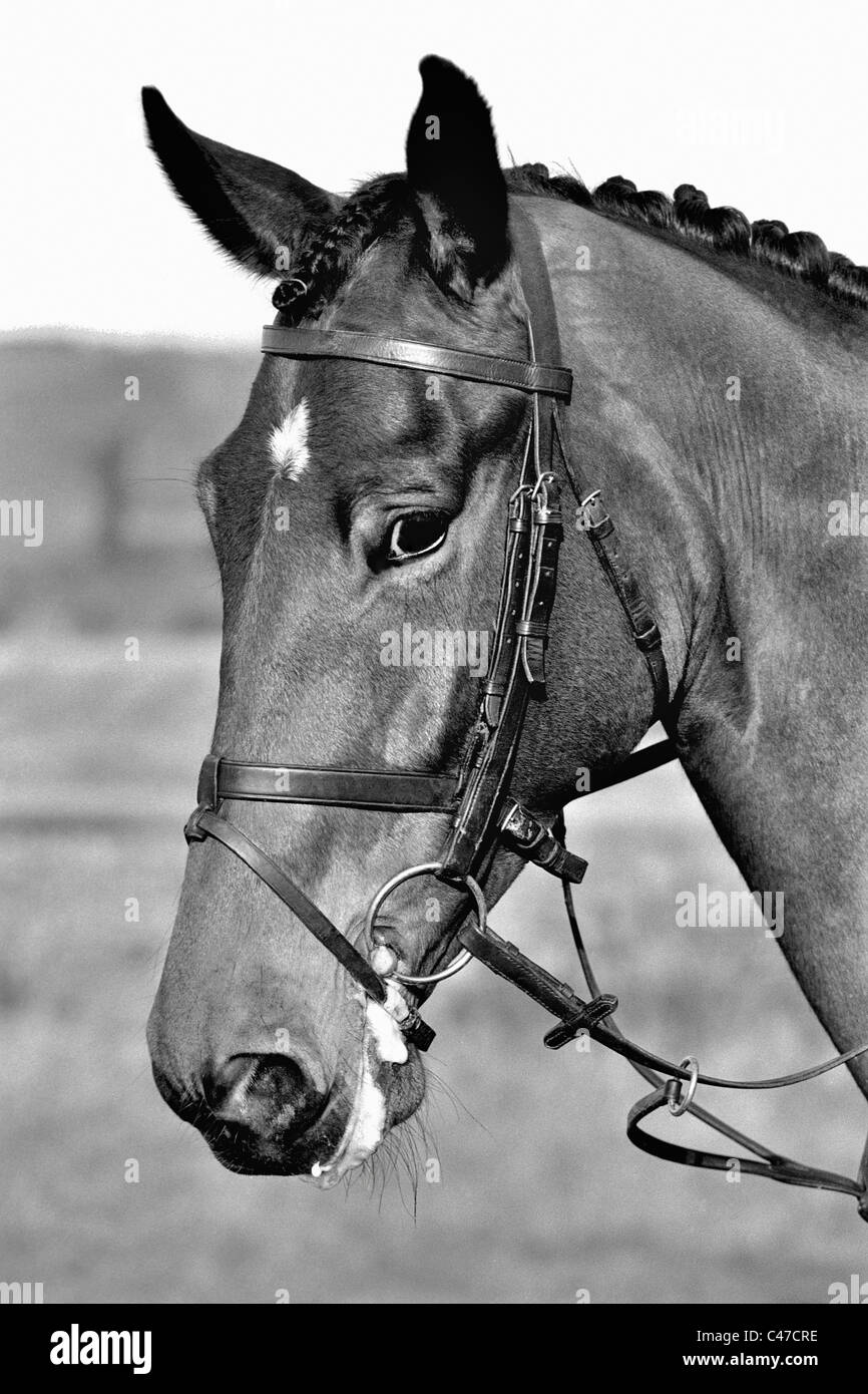 Thoroughbred Horse's Head Stock Photo