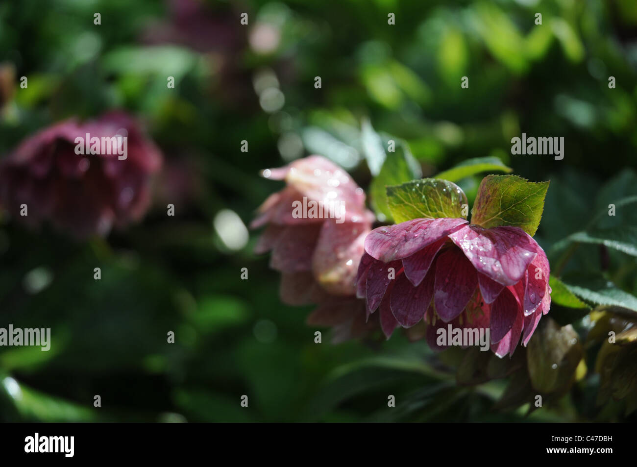 Dark Pink Hellebore Stock Photo
