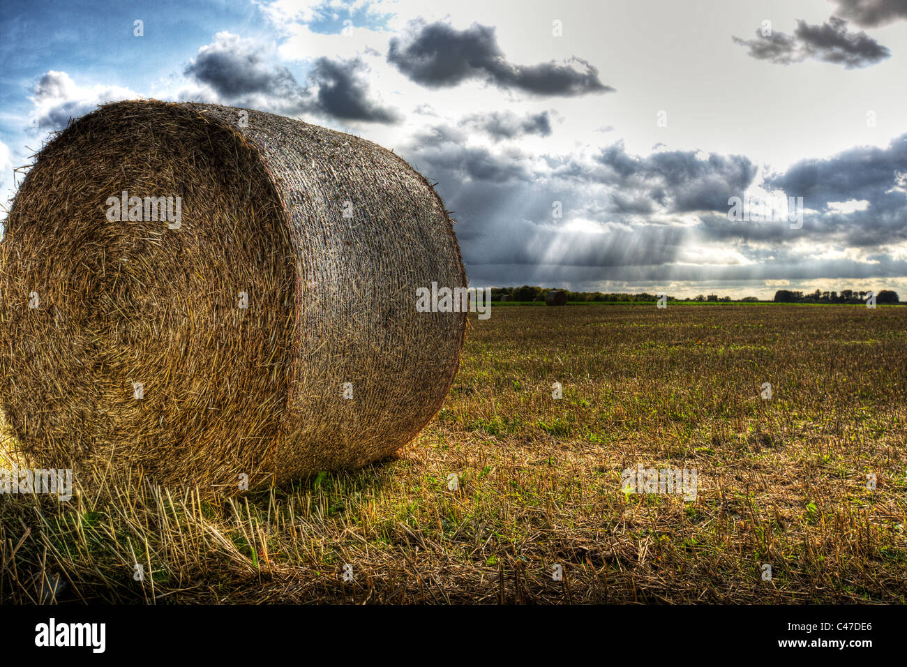 Roll of hay and straw in farmers field in Louth, Lincolnshire Wolds, waiting collection Stock Photo