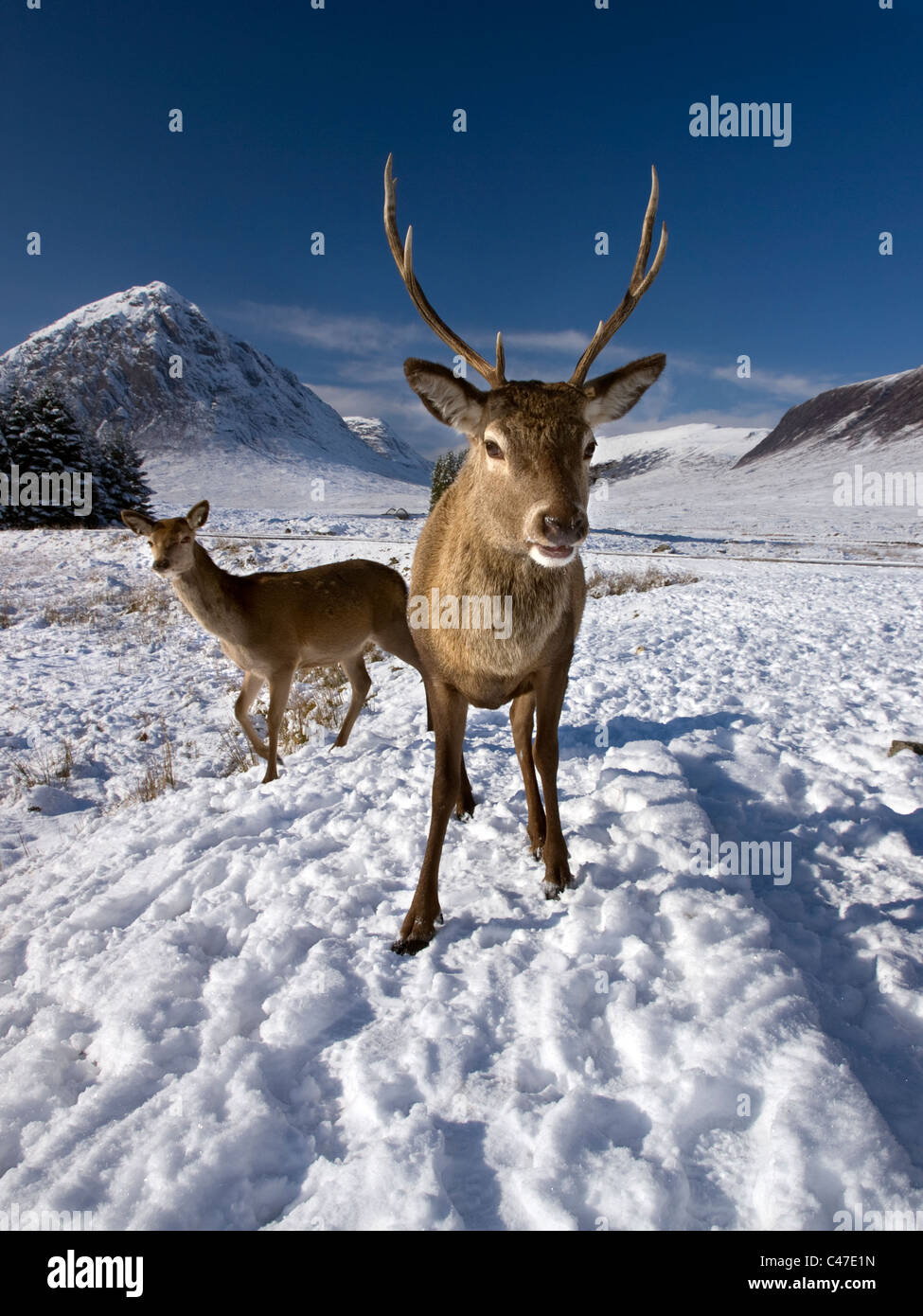 Red Deer stag and hind in Glencoe, Scotland. Stock Photo