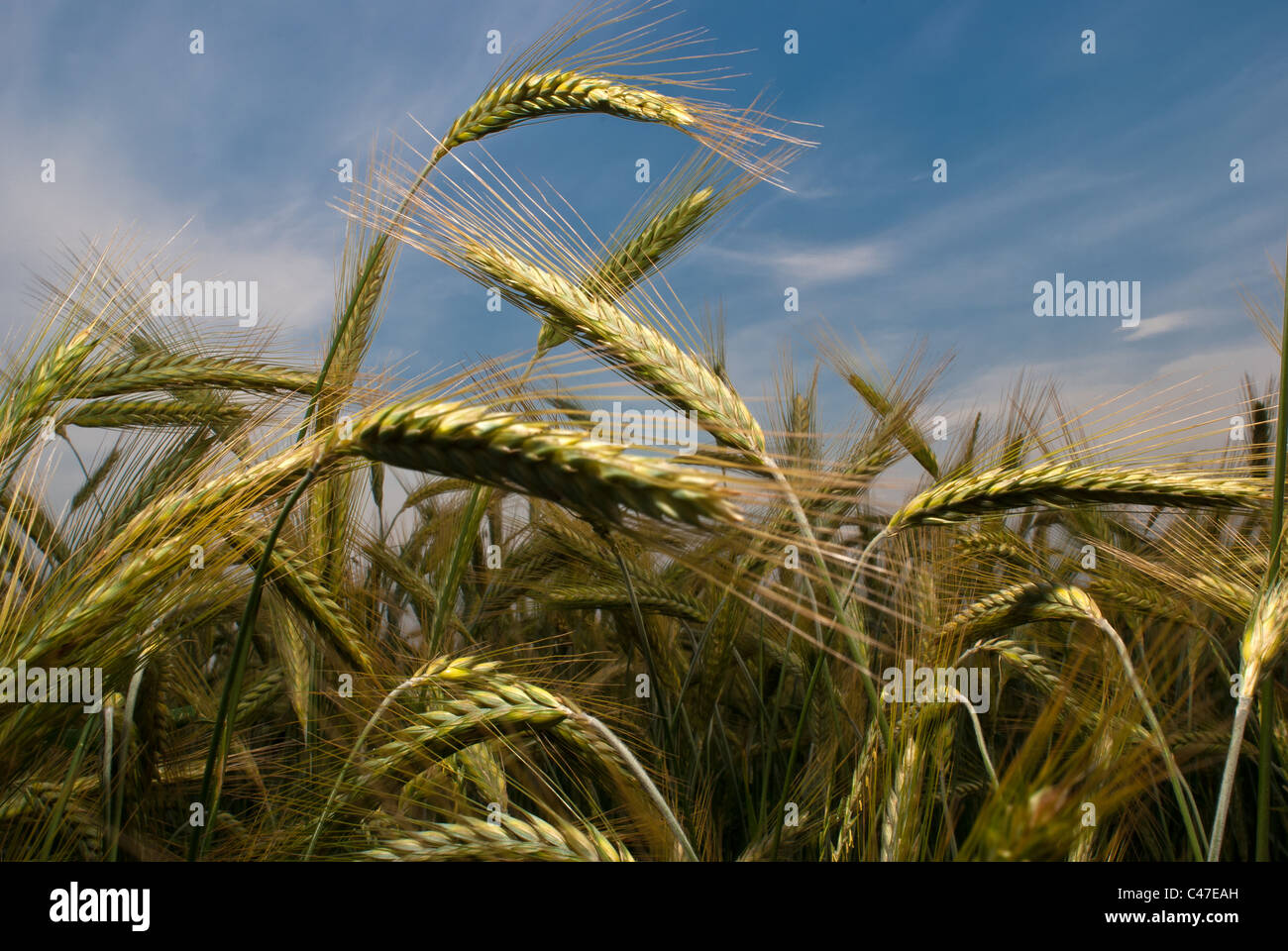 Detail of wheat's ears with blue sky as background Stock Photo - Alamy
