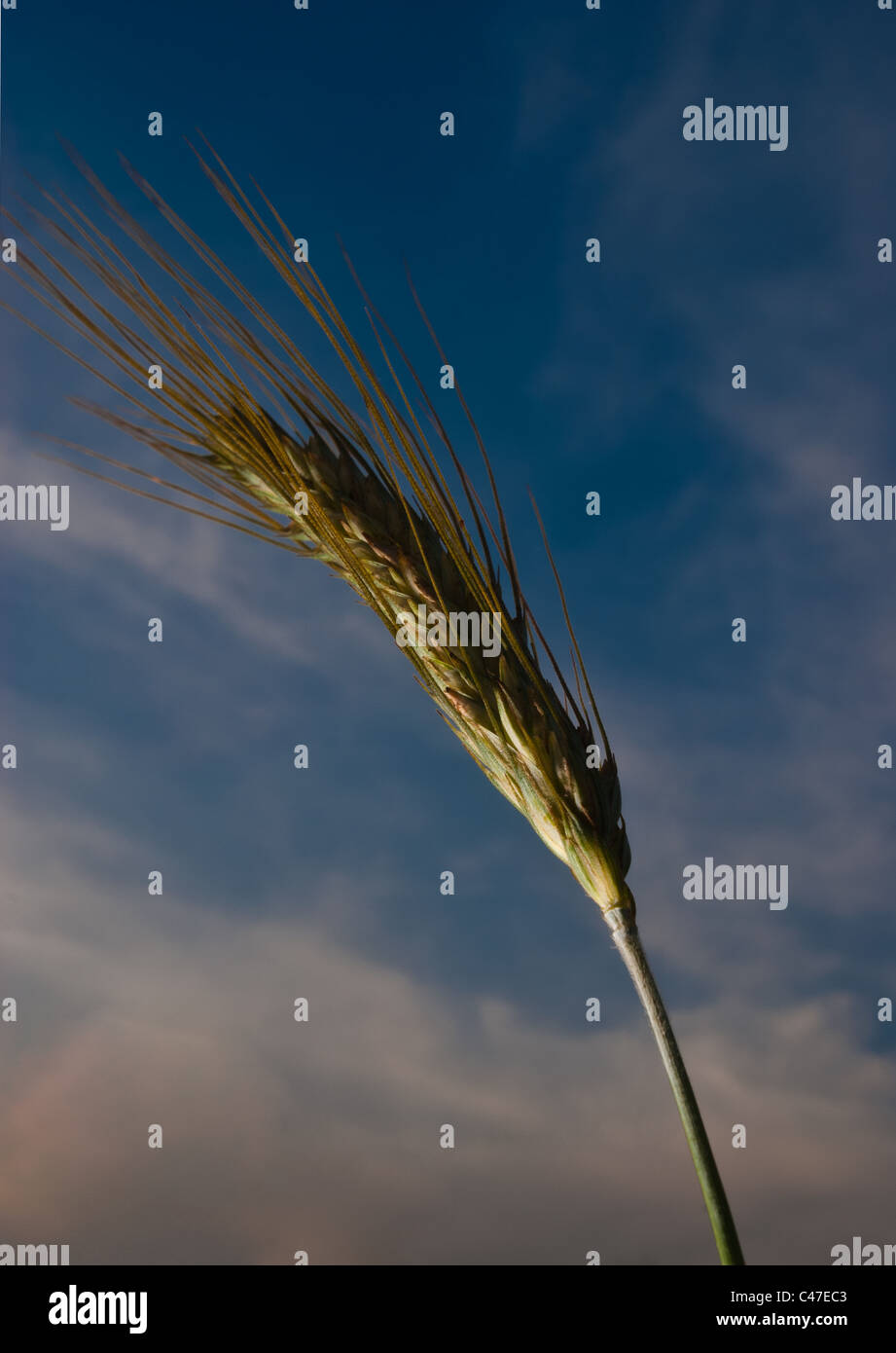 Detail of wheat's ears with blue sky as background Stock Photo - Alamy
