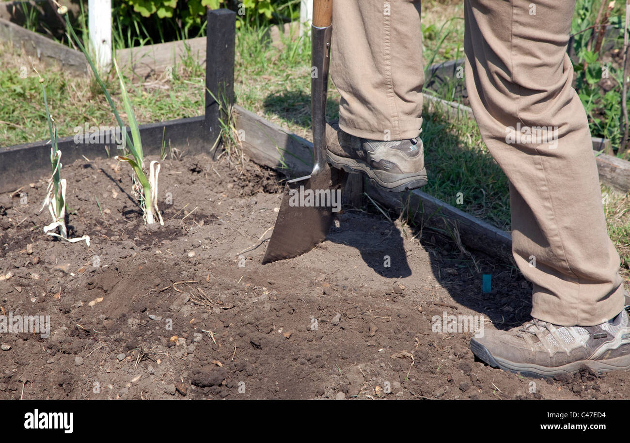 Working on an allotment in London digging raised bed Stock Photo Alamy