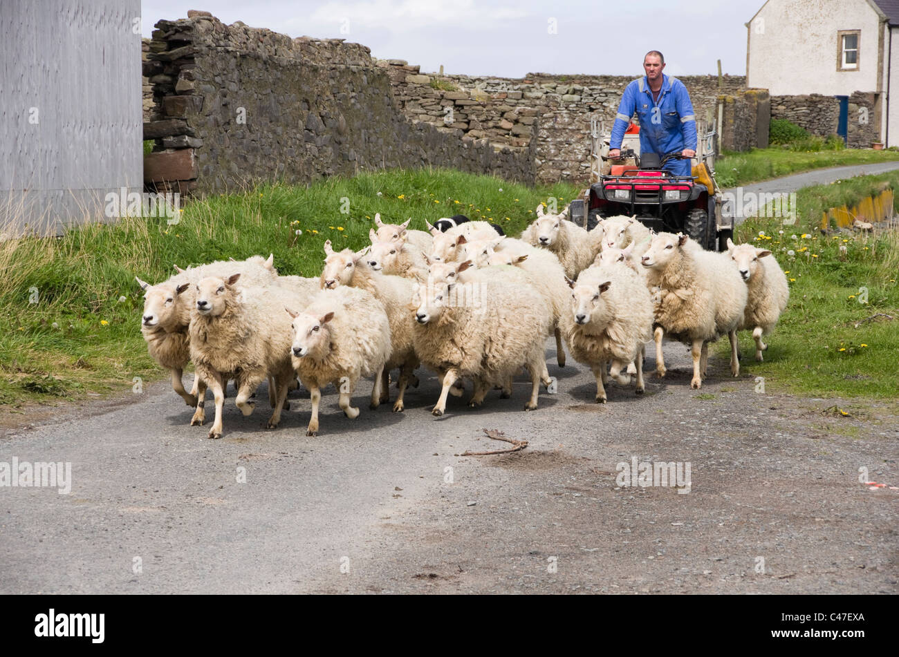 A farmer on quadbike and a sheepdog herding flock of sheep along a country road from a farm. Melby, Sandness, Shetland Islands, Scotland, UK, Britain Stock Photo