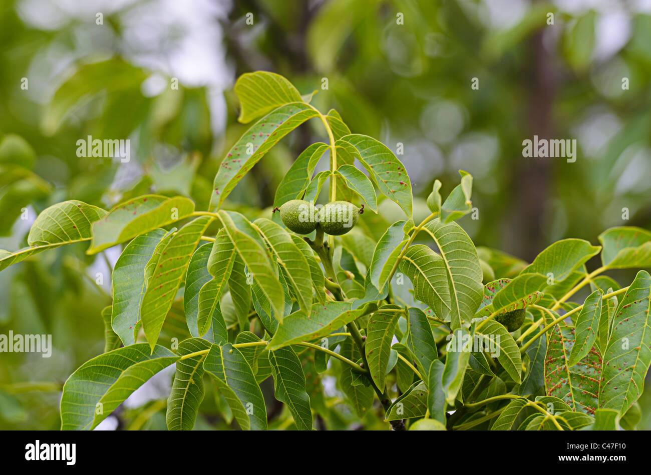 Walnut leaves (Juglans Regia) and walnuts with fungal plant pathogen Gnomonia leptostyla, Marssonina juglandis infection. Stock Photo