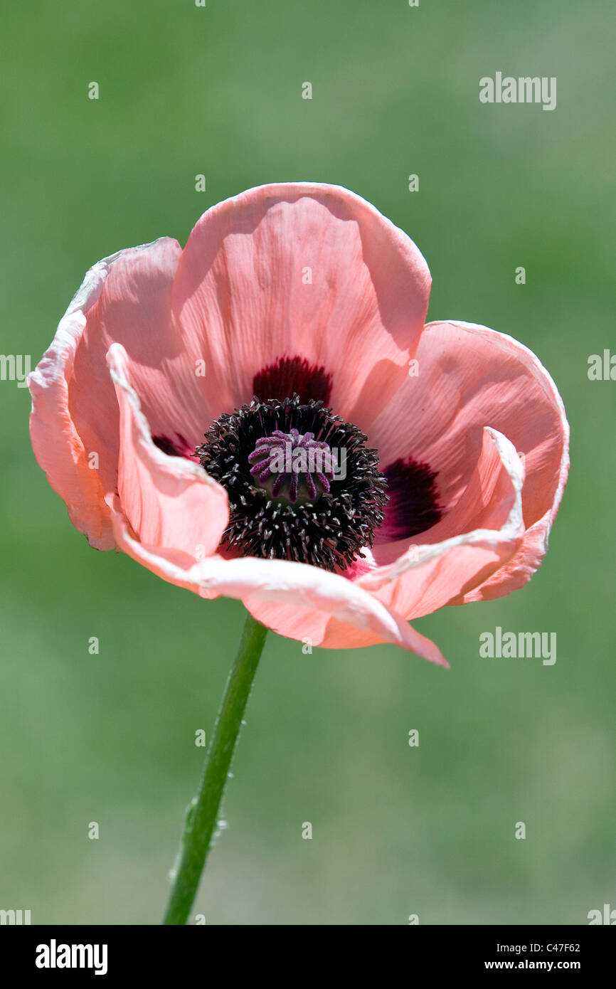 A  salmon pink Oriental poppy (Papaver orientale) growing in a UK garden in late May. Stock Photo