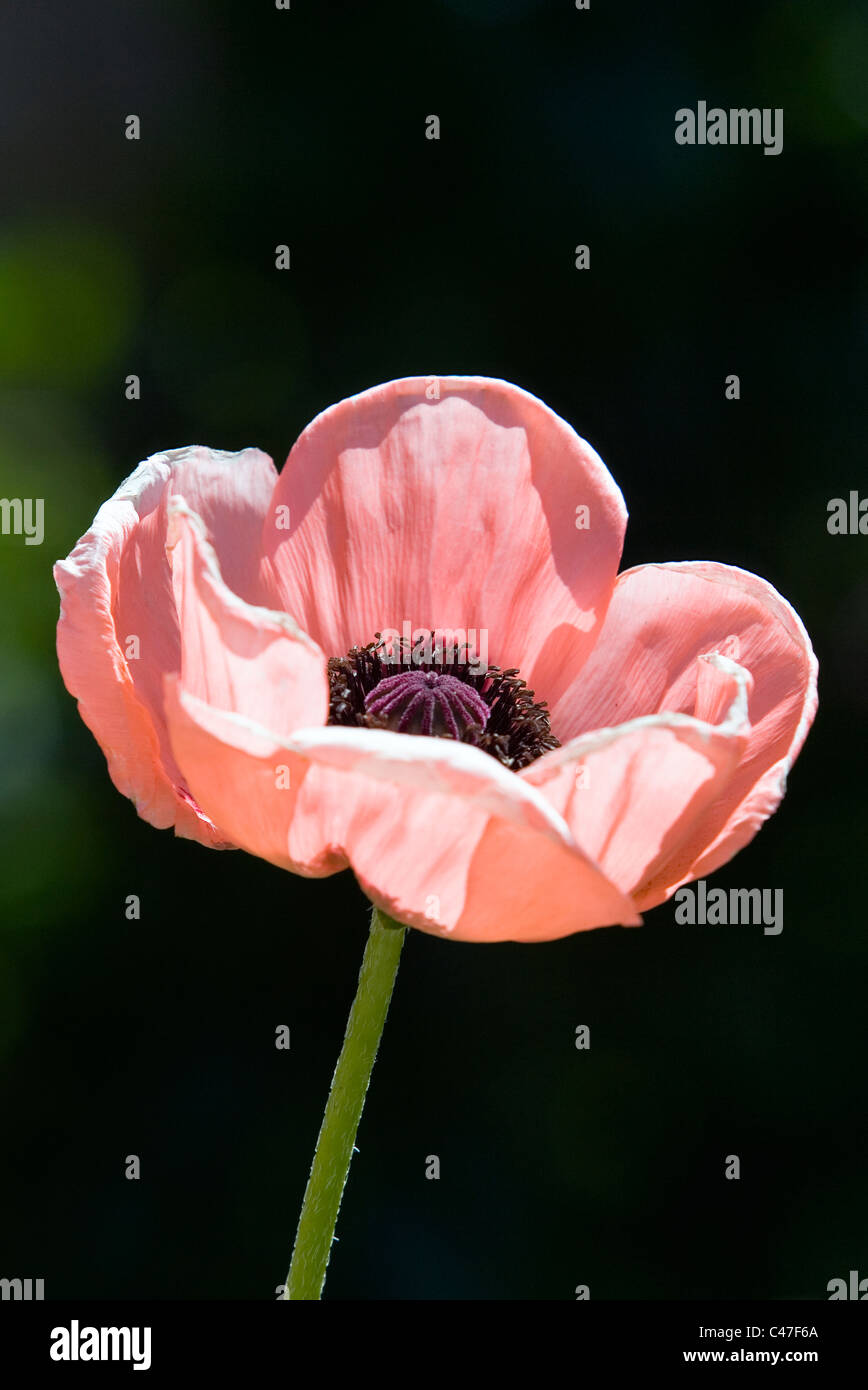 A  salmon pink Oriental poppy (Papaver orientale) growing in a UK garden in late May. Stock Photo