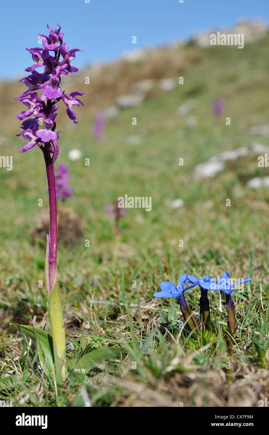Early Purple Orchid - Orchis mascula, and Spring Gentians - Gentiana verna The Burren Stock Photo