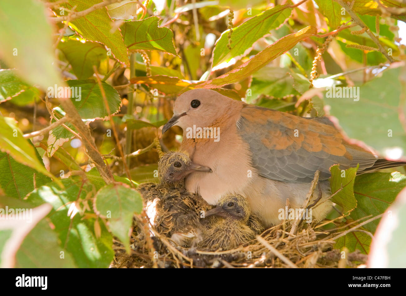 A mother Dove and chicks on a nest in South Africa Stock Photo