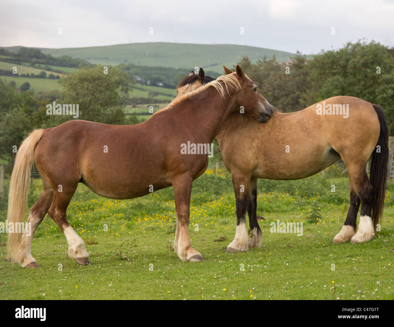 Chestnut horses hi-res stock photography and images - Alamy