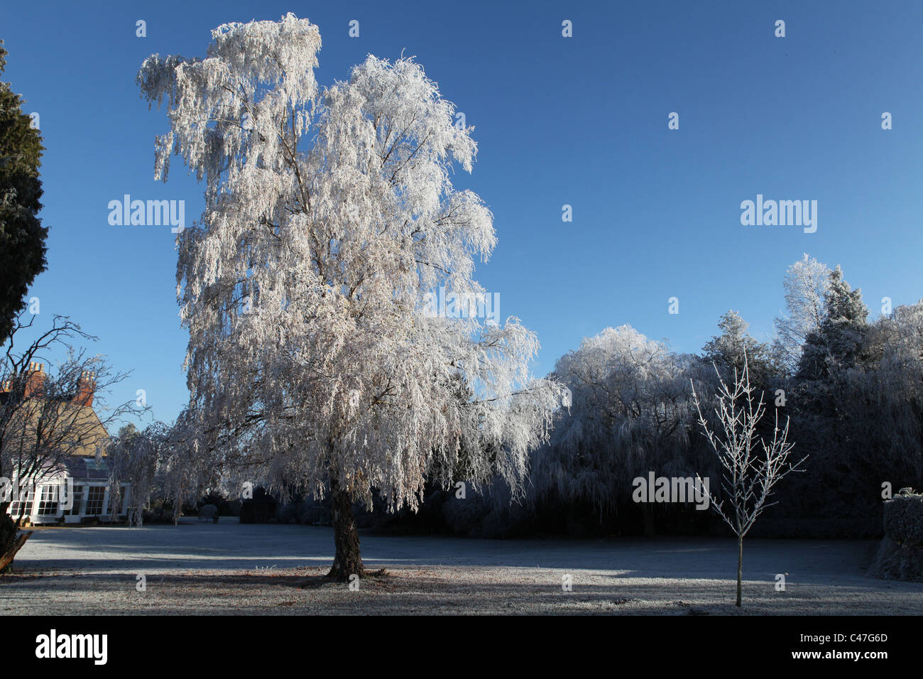 Silverbirch tree covered in ice Stock Photo - Alamy