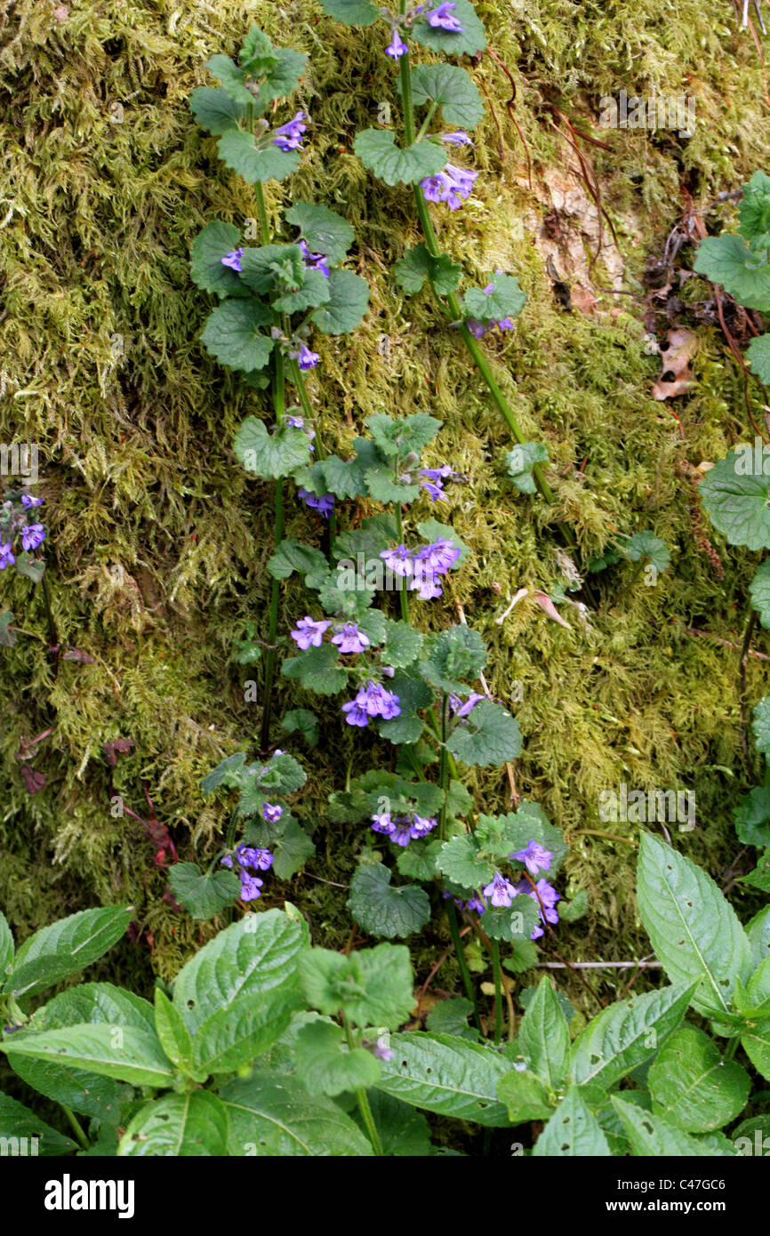 Ground Ivy, Glechoma hederacea, Lamiaceae (Labiatae). Stock Photo
