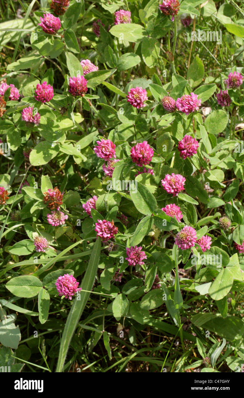 Red Clover, Trifolium pratense, Fabaceae (Leguminosae). Stock Photo