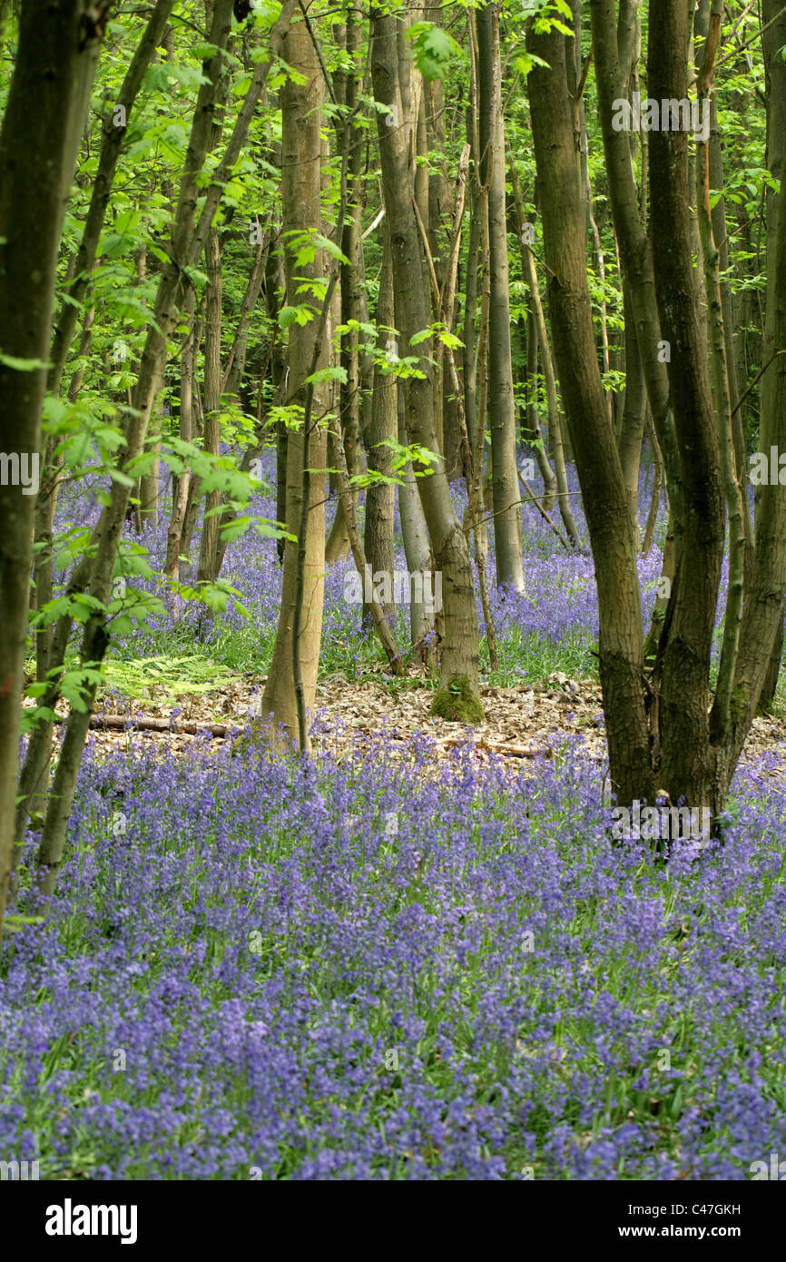 Bluebells, Hyacinthoides non-scripta (syn. Endymion non-scriptum, Scilla non-scripta), Whippendell Woods, Hertfordshire, UK Stock Photo