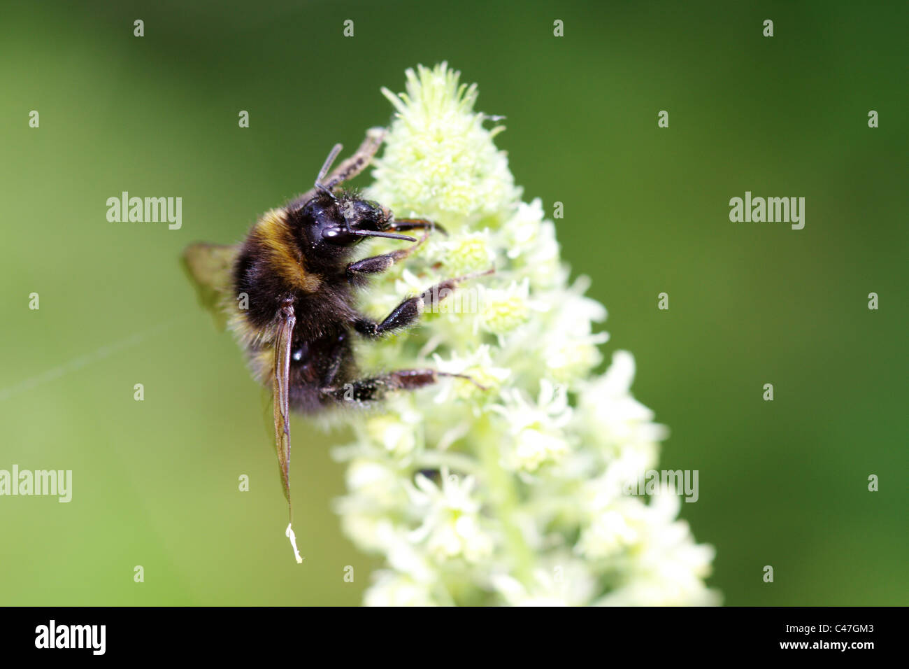 Bumble Bee on flower genus Bombus Stock Photo