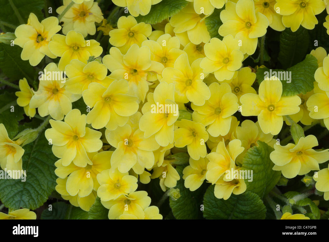 Primrose (Primula veris) close up. Stock Photo