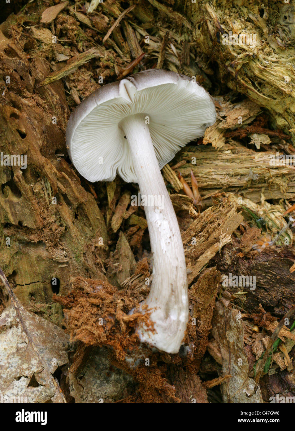 Fungus Mushroom Tree Stump High Resolution Stock Photography and Images ...