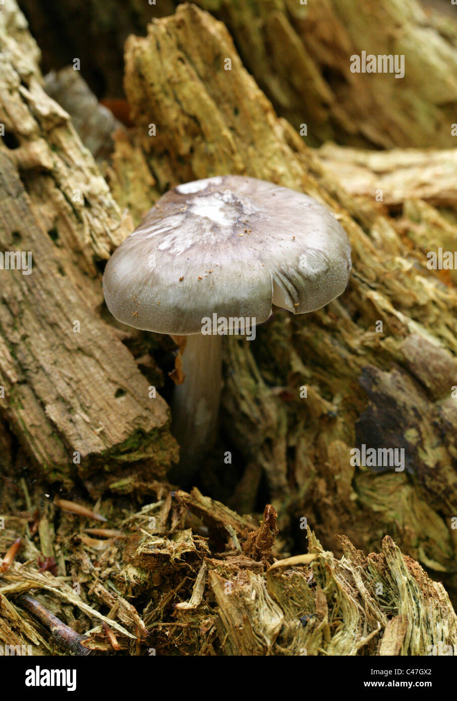 Willow Shield Fungus, Pluteus salicinus, Pluteaceae. Growing out of an old decaying beech tree stump, Spring. Stock Photo