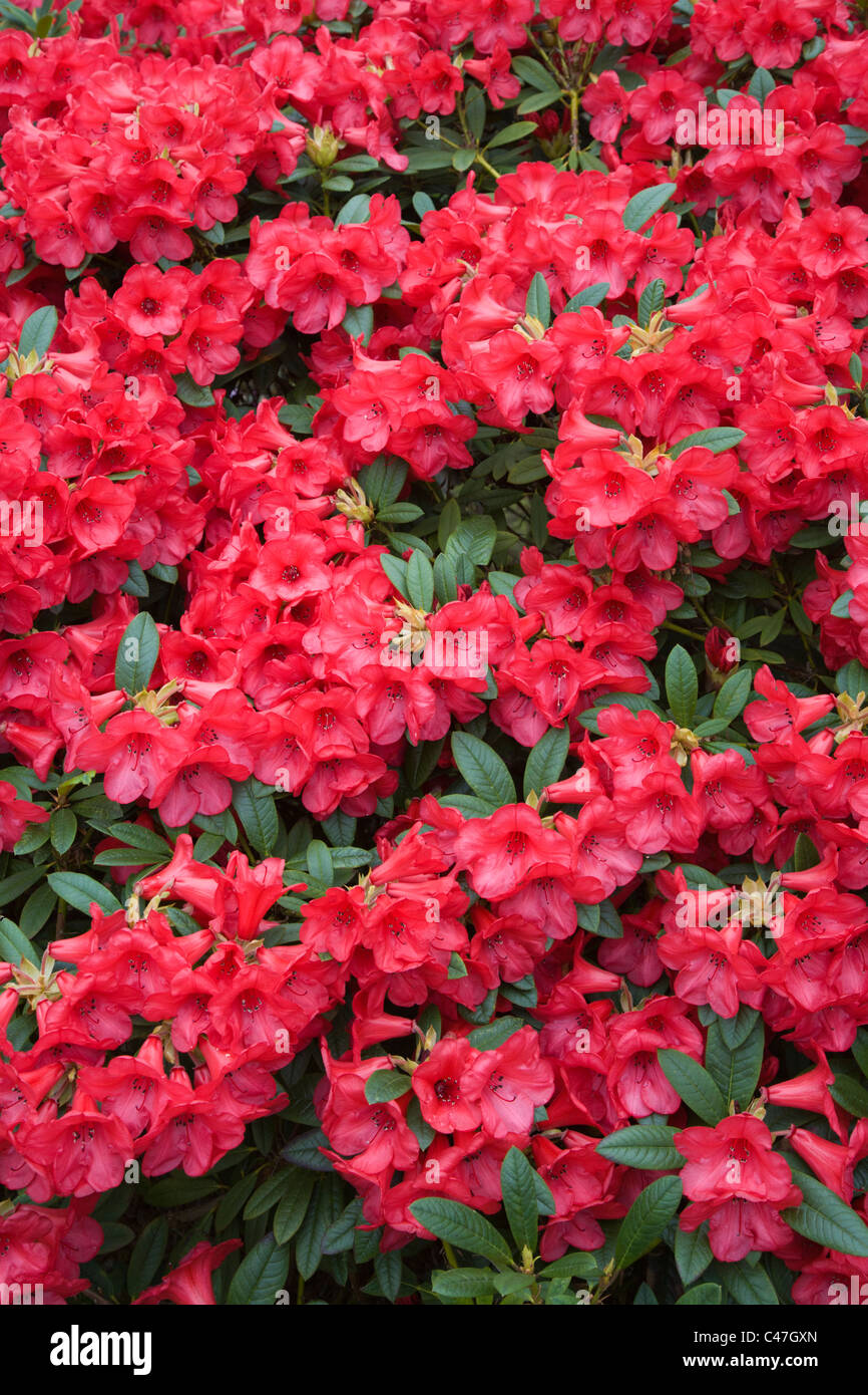 Red Rhododendron England Red Rhododendrons. Lea Gardens, Derbyshire Stock Photo - Alamy