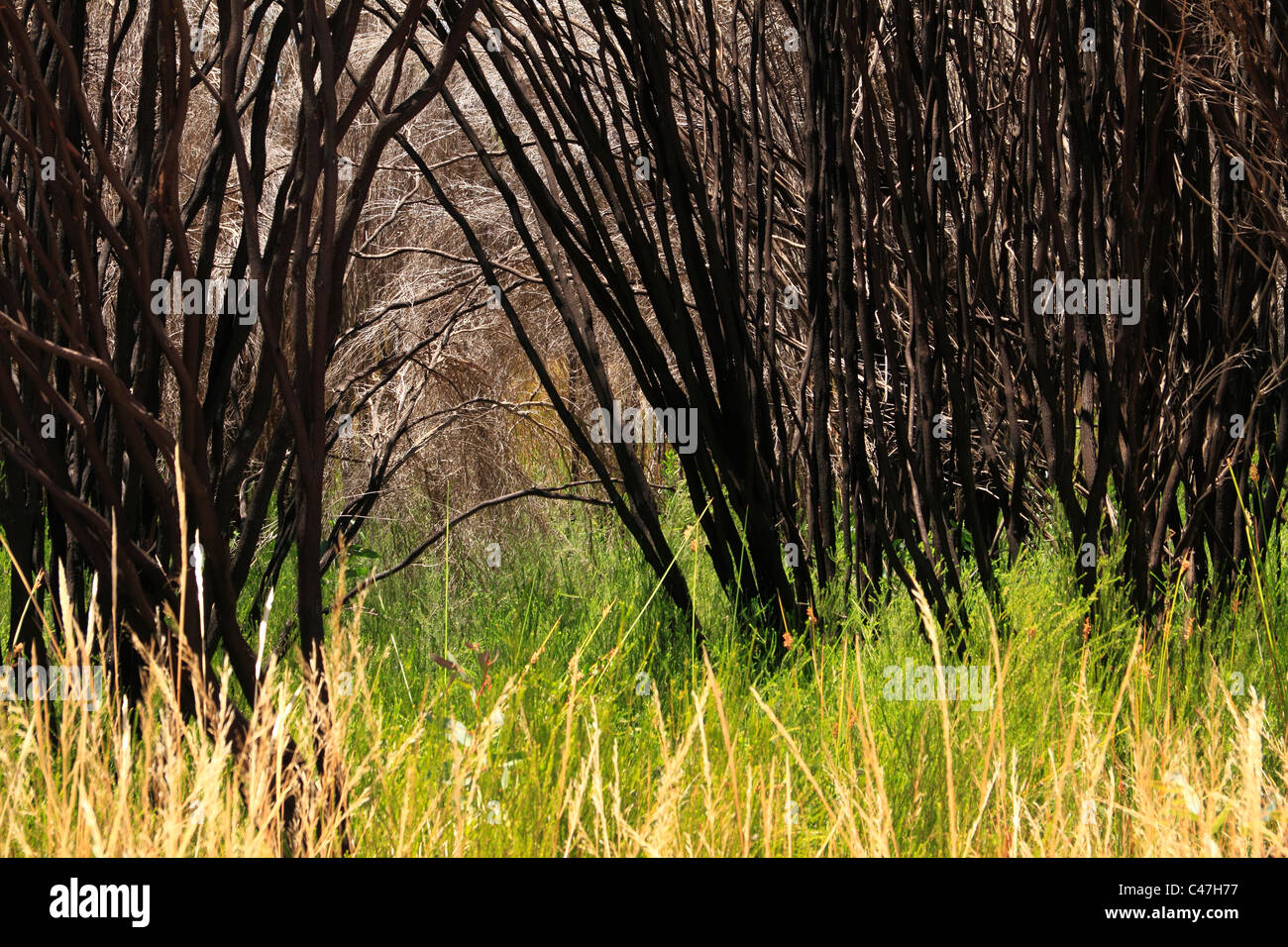 Grass and bush, Western Australia Stock Photo Alamy