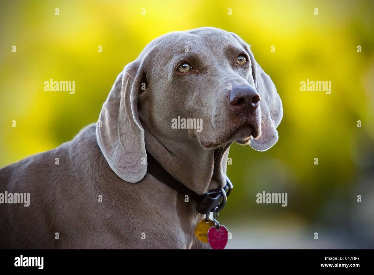 A portrait of a female weimaraner wearing a collar with a nice green background Stock Photo
