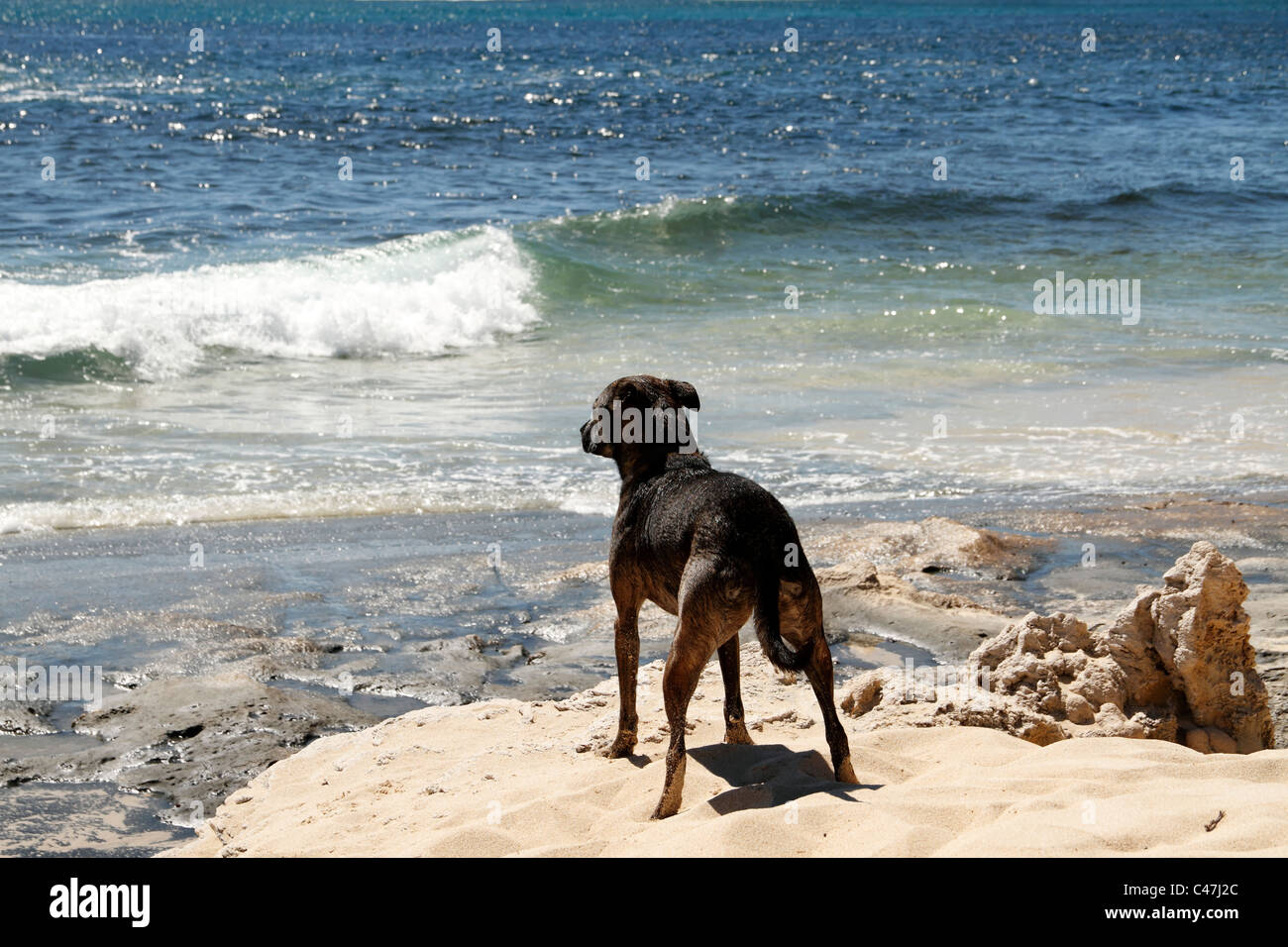 Dog on beach watching the ocean waves, Stock Photo