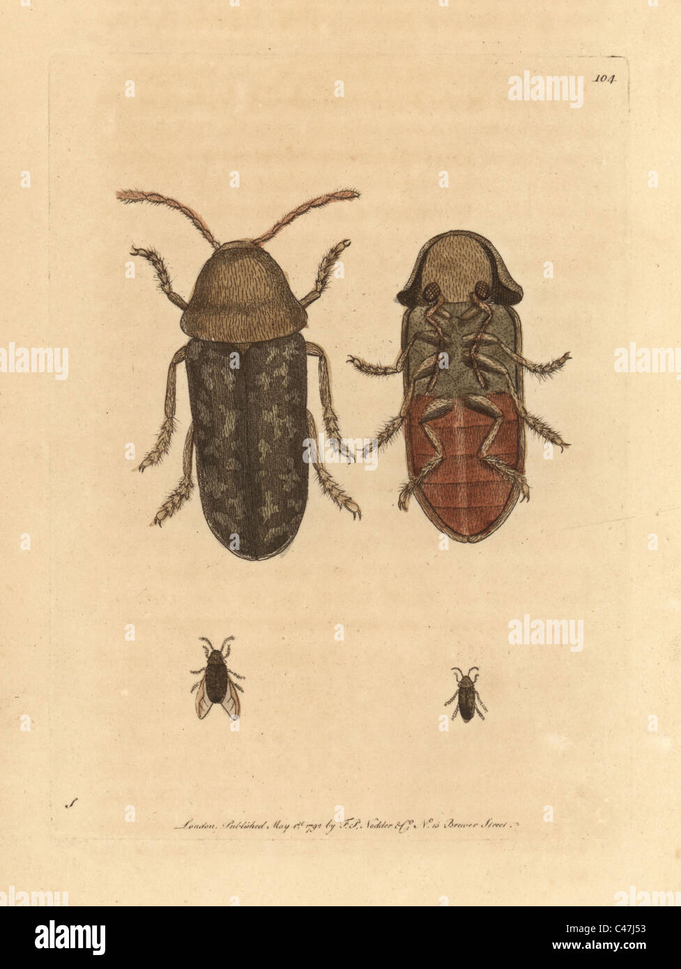 Death watch beetle, Xestobium rufovillosum. Stock Photo